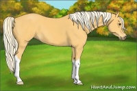 Horse Color:Palomino