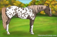 Horse Color:Chocolate Palomino Near Leopard 