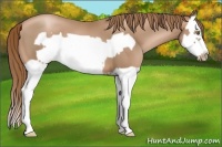Horse Color:Liver Chestnut Pearl Splash Frame 