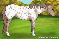Horse Color:Black Pearl Near Leopard 
