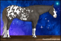 Horse Color:Smoky Black Splash Appaloosa 
