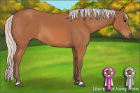 Horse Color:Silver Bay 
