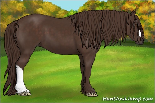 Horse Color: Liver Chestnut 
