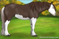 Horse Color:Liver Chestnut Splash 