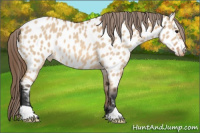 Horse Color:Bay Dun Appaloosa 