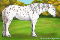 Horse Color:Bay Splash Appaloosa 