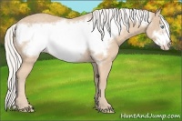Horse Color:Silver Perlino Frame 