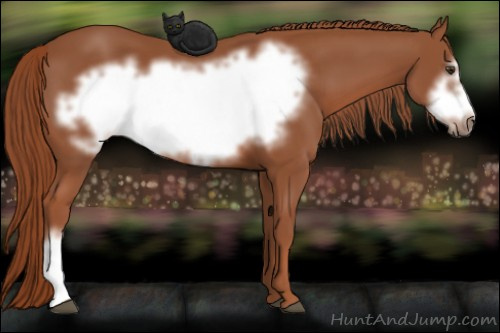 Horse Color: Liver Chestnut Frame 