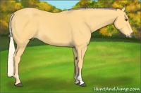 Horse Color:Palomino Sabino 