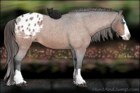 Horse Color:Bay Roan Splash Appaloosa 