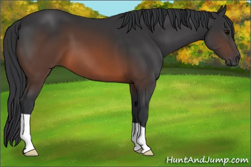 Horse Color: Brown 
