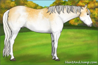 Horse Color:Gray White Spotted Silver Buckskin 