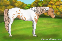 Horse Color:Palomino Tobiano Blanket 