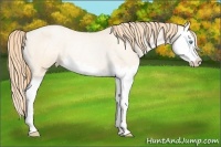 Horse Color:Buckskin Roan Pearl Splash Blanket Rabicano 