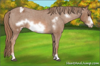 Horse Color:Liver Chestnut Sabino Frame Appaloosa Rabicano