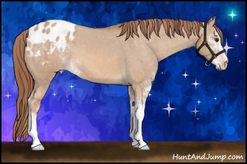 Horse Color: Liver Red Dun Sabino Blanket 