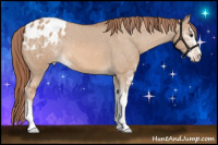 Horse Color:Liver Red Dun Sabino Appaloosa 
