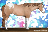Horse Color:Bay Pearl Splash Appaloosa Rabicano
