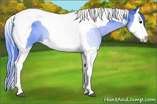 Horse Color: Unknown 