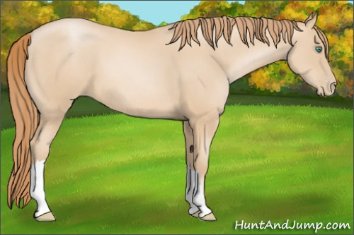 Horse Color: Smoky Black Pearl 