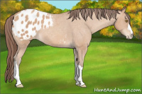 Horse Color:Amber Champagne Appaloosa 