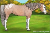 Horse Color:Bay Splash Appaloosa 
