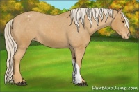Horse Color:Palomino Blanket 