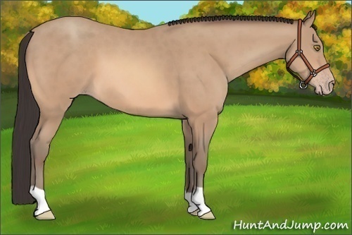 Horse Color:Amber Champagne 