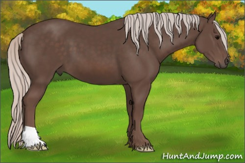 Horse Color: Silver Black 