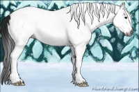 Horse Color:Gray White Spotted Black Ice 