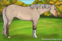 Horse Color:Silver Bay Dun 