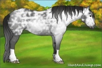 Horse Color:Gray Black Ice 