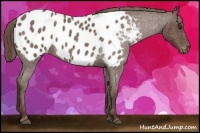 Horse Color:Liver Red Roan Appaloosa 