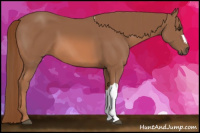 Horse Color:Liver Chestnut 