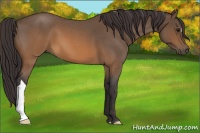 Horse Color:Buckskin Roan 