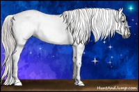 Horse Color:Gray Silver Bay Sabino