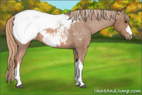 Horse Color:Chestnut Appaloosa