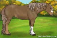 Horse Color:Chocolate Palomino 