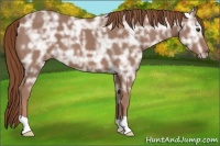 Horse Color:Chestnut Ice 
