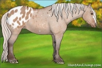 Horse Color:Silver Bay Dun Appaloosa 