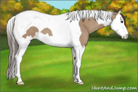 Horse Color:Classic Champagne Splash Tobiano 