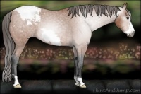 Horse Color:Gray Bay Roan Frame Snowcap Rabicano 