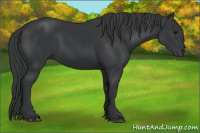 Horse Color:Black 