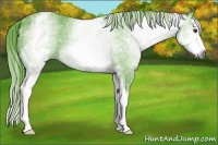 Horse Color:Gray Watercolor White Spotted Chestnut Splash Varnish 