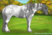 Horse Color:White Spotted Black Appaloosa Rabicano 