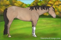 Horse Color:Sable Champagne 