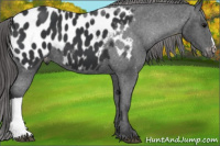 Horse Color:Brown Appaloosa 