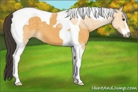 Horse Color:Buckskin Sabino Tobiano 