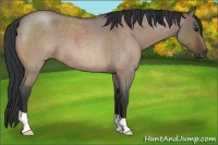 Horse Color:Bay Roan Dun 