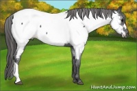 Horse Color:Black Appaloosa 